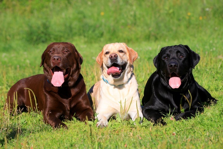 O Labrador tem como principal característica o companheirismo
