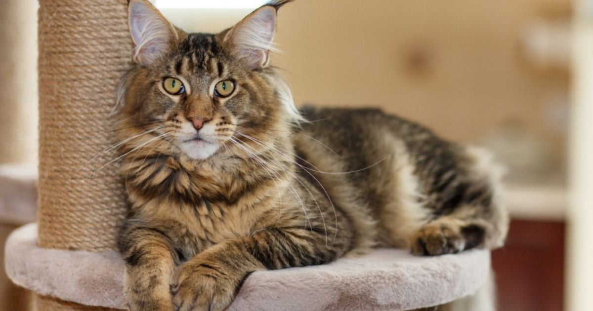 O Maine Coon é um gato que parece leão por causa do seu tamanho e juba