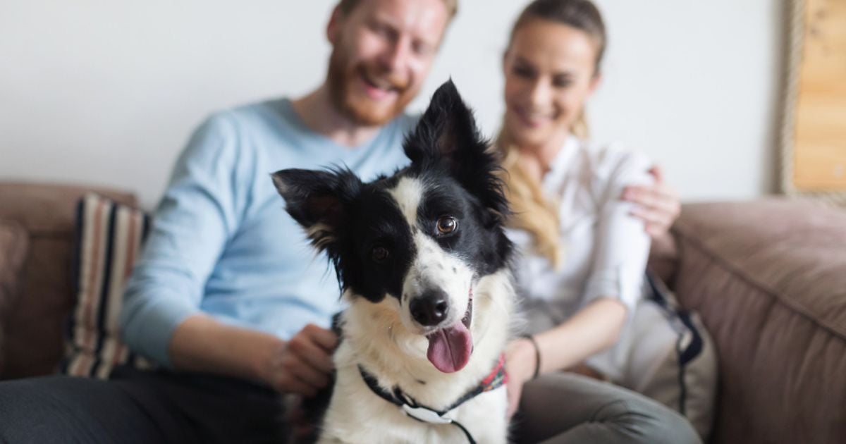 Um bom pai de pet deve saber reconhecer os sinais de que o cachorro te ama