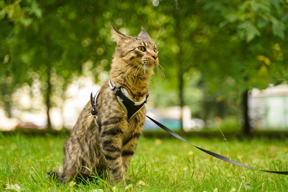 Passear com gato exige alguns cuidados para a segurança do animal, como o uso de coleiras 
