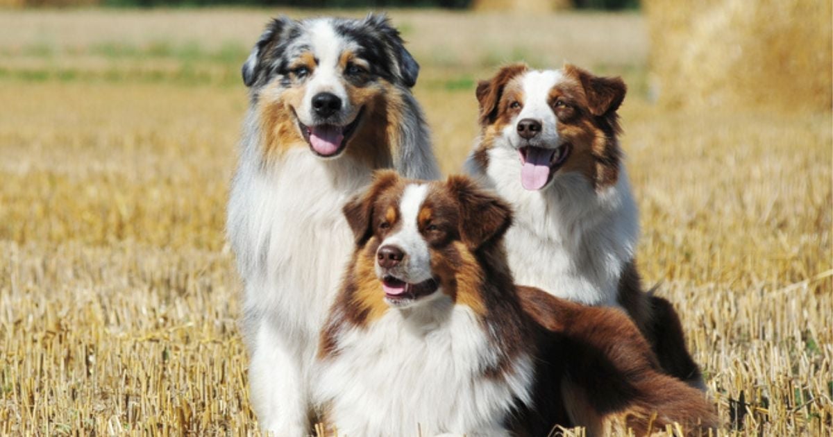 Pastor Australiano: um cãozinho ativo, fiel e companheiro. Conheça mais sobre essa raça!