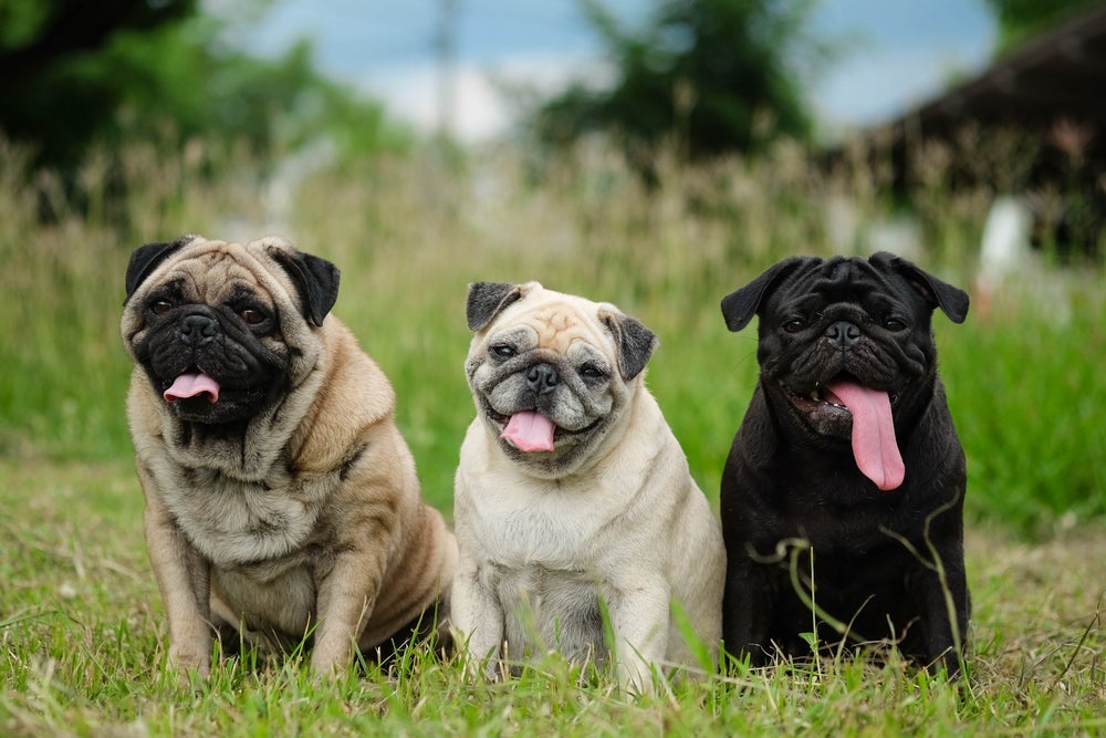 O Pug é uma raça de cachorro pequeno apaixonante com seu jeitinho carinhoso e companheiro