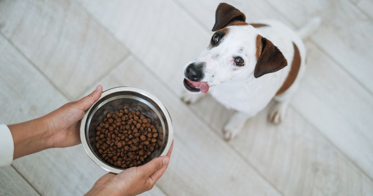 A ração hepática não costuma ser recomendada para todos os tipos de problema no fígado do cachorro