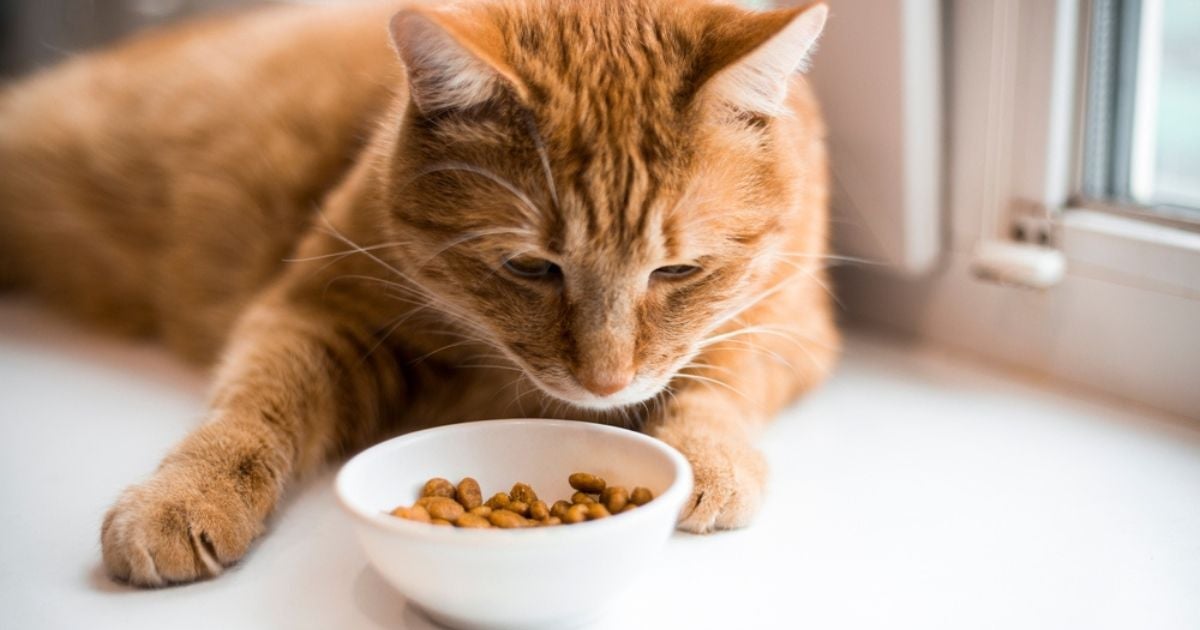 A ração light para gatos é indicada para manter o animal dentro de um peso saudável