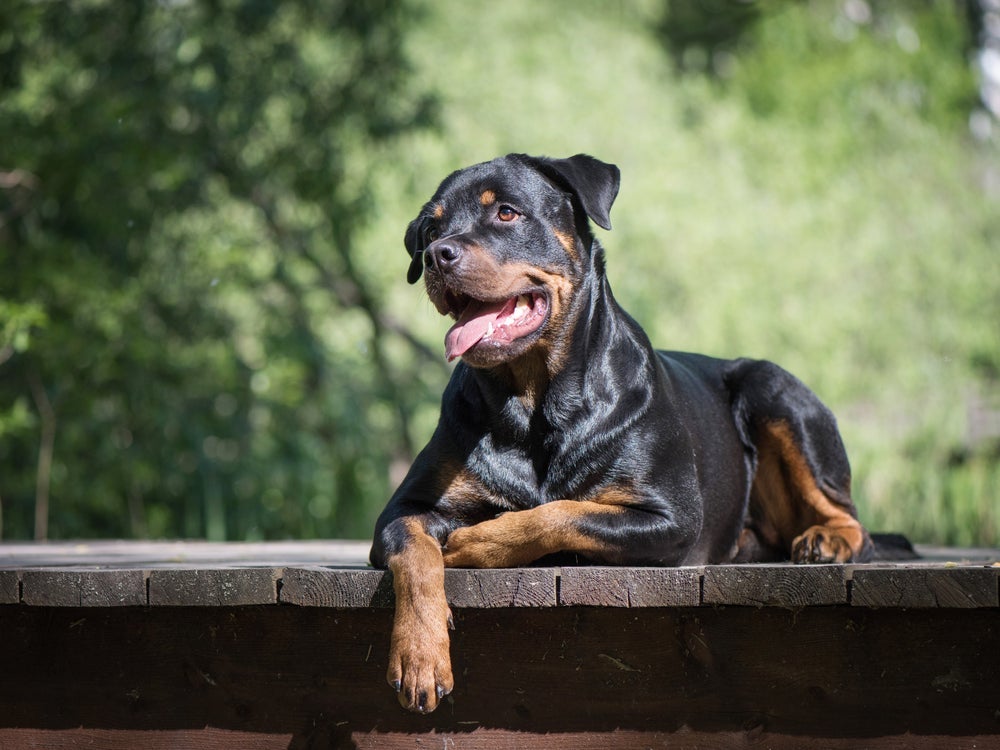 O Rottweiler é uma das raças de cachorros mais protetoras e com alto nível de energia 