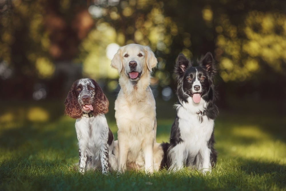Com tantas raças de cachorro espalhadas pelo mundo, fica difícil conhecer todas