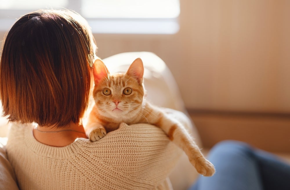 Algumas raças de gato adoram passar seu tempo bem grudadinho com o tutor. Saiba quais!
