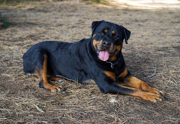 O Rottweiler é um cachorro que tem cara de mal, mas com o coração mole
