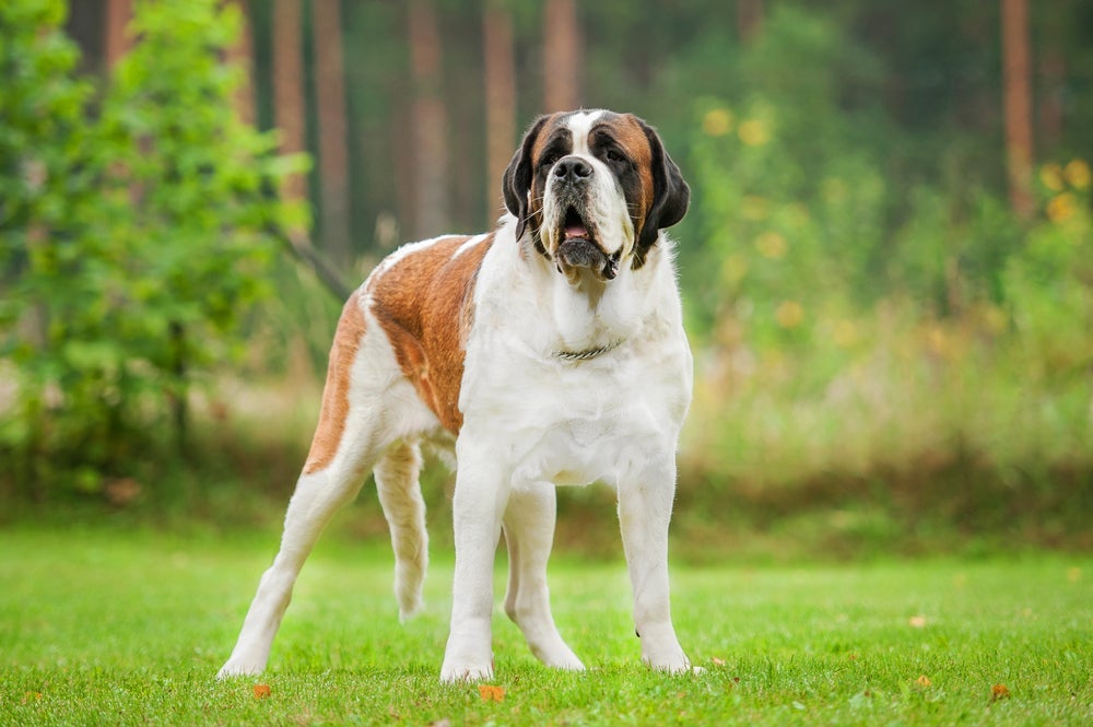 O São Bernardo é um cachorro gigante de personalidade dócil e carinhosa
