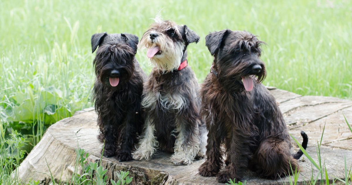 O Schnauzer Miniatura tem porte pequeno e é famoso por sua barba característica