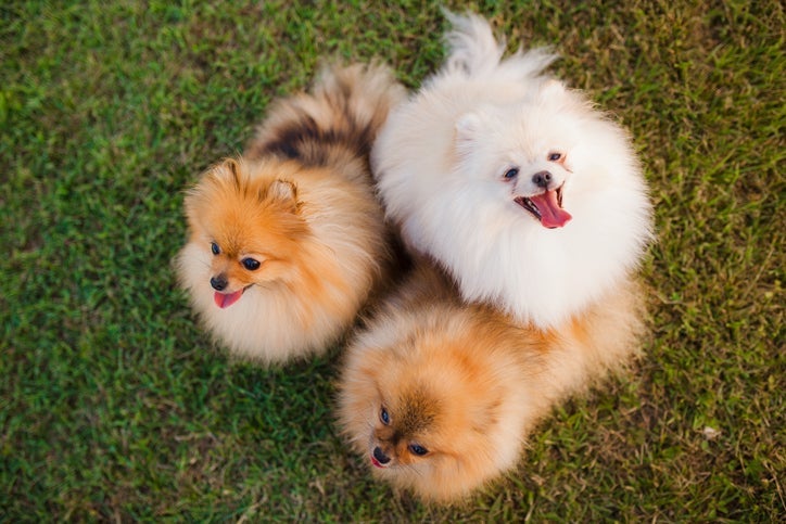 O Lulu da Pomerânia - ou Spitz Alemão - é uma raça muito popular