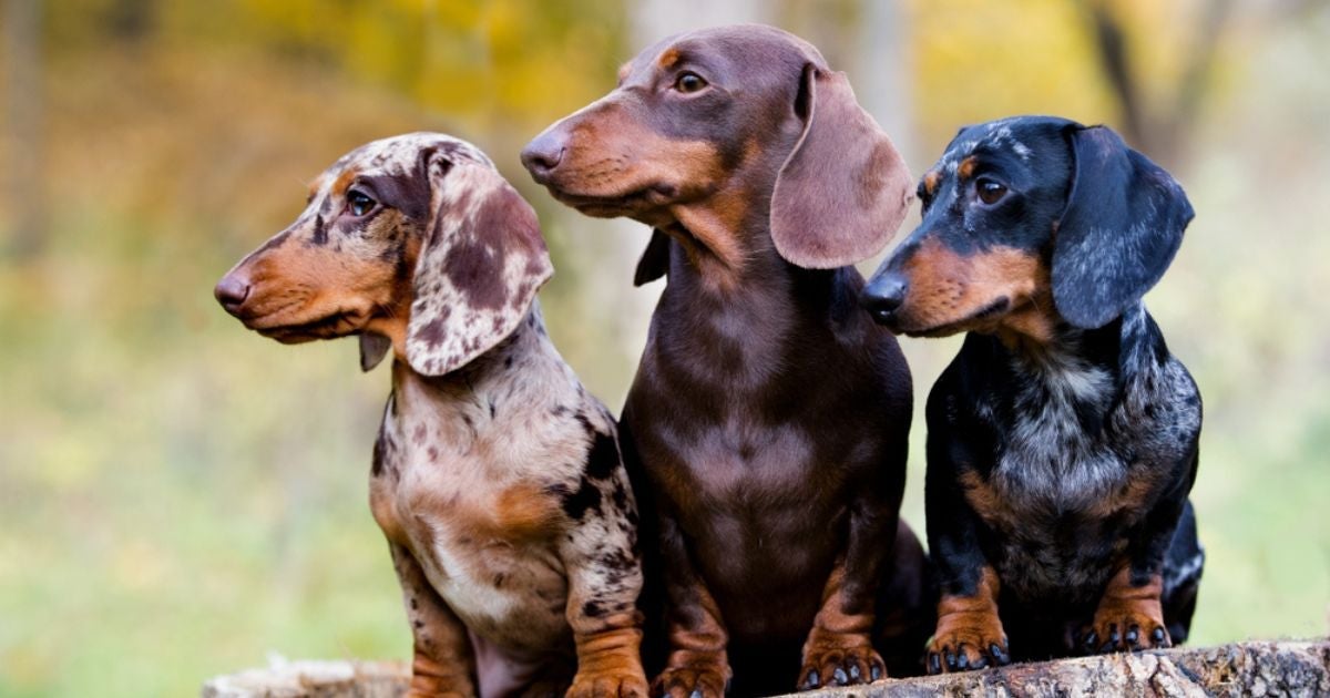Tipos de Dachshund: conheça as versões do cachorro salsicha e suas características (com infográfico)