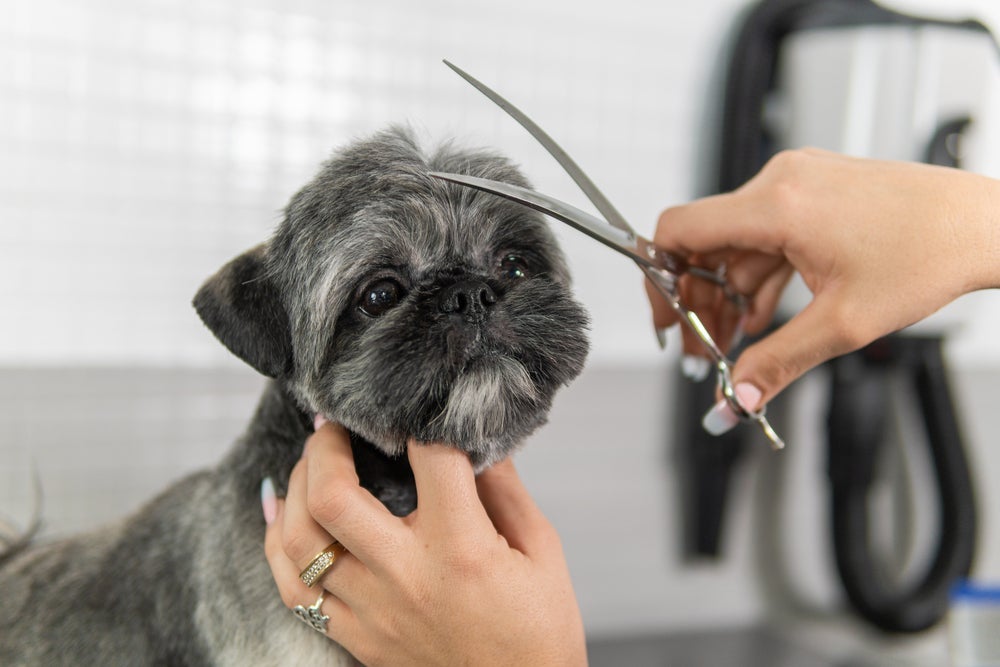 A tosa bebê Shih Tzu é um corte clássico da raça