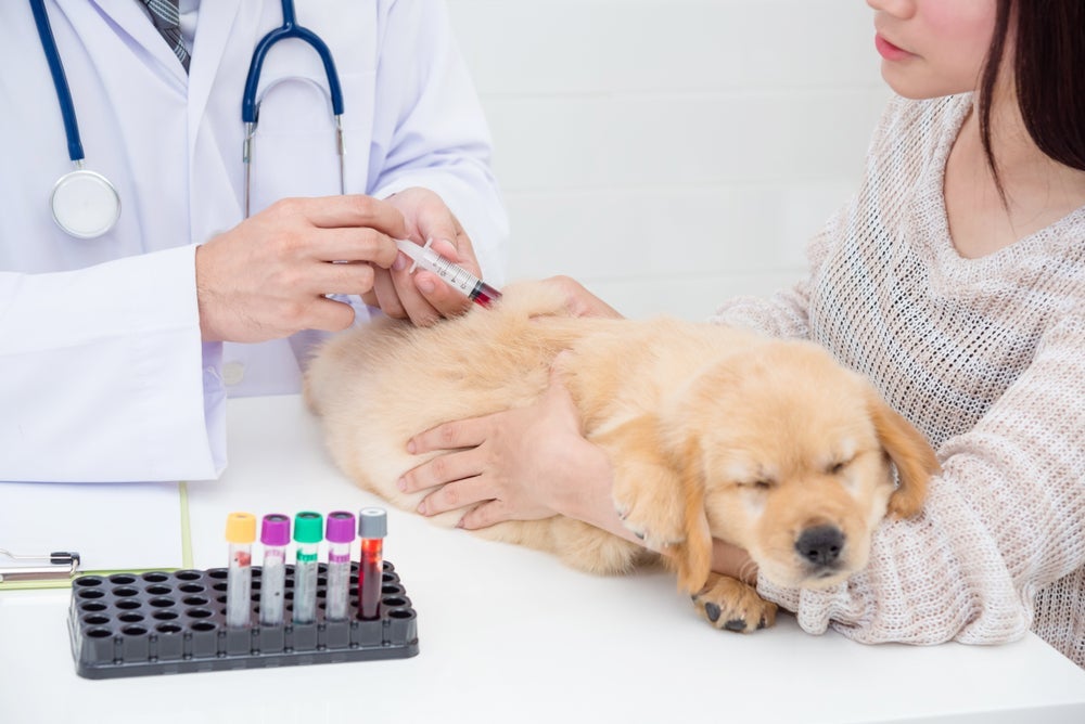 A transfusão de sangue em cães pode ser necessária em determinadas situações. 