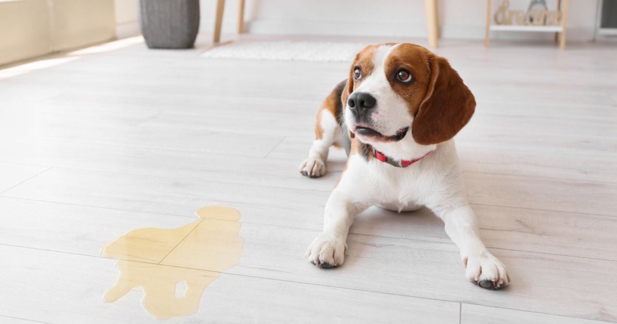 O xixi de cachorro no lugar errado pode ser causado por várias situações, mas é bom saber como evitar