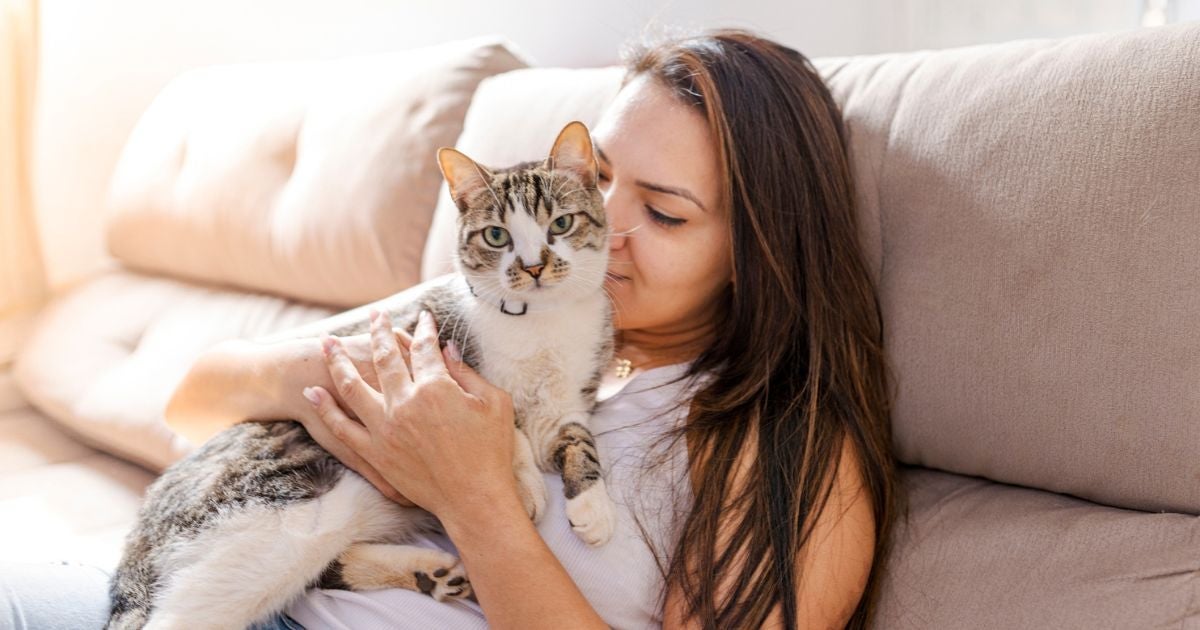 Conquistar o amor de gato não é impossível, mas precisa de alguns cuidados