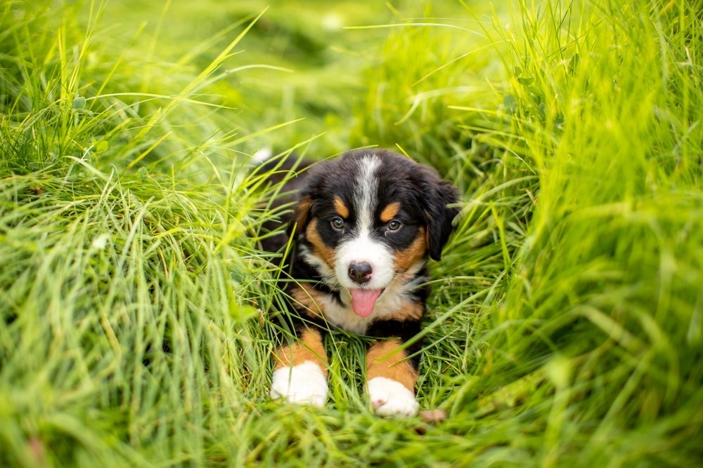 O Bernese filhote é sinônimo de fofura, companheirismo e muito amor