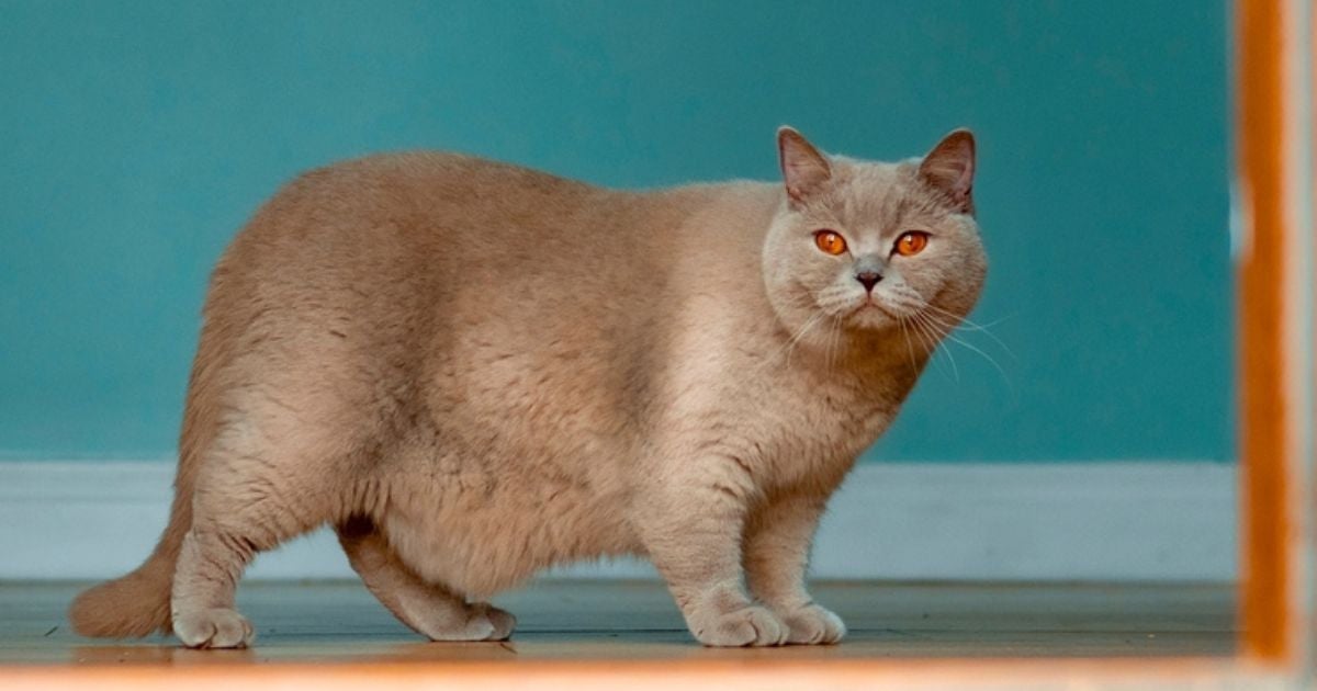 A bolsa primordial em gatos pode dar a impressão de um gato barrigudo, mas não tem nada a ver com o peso do pet