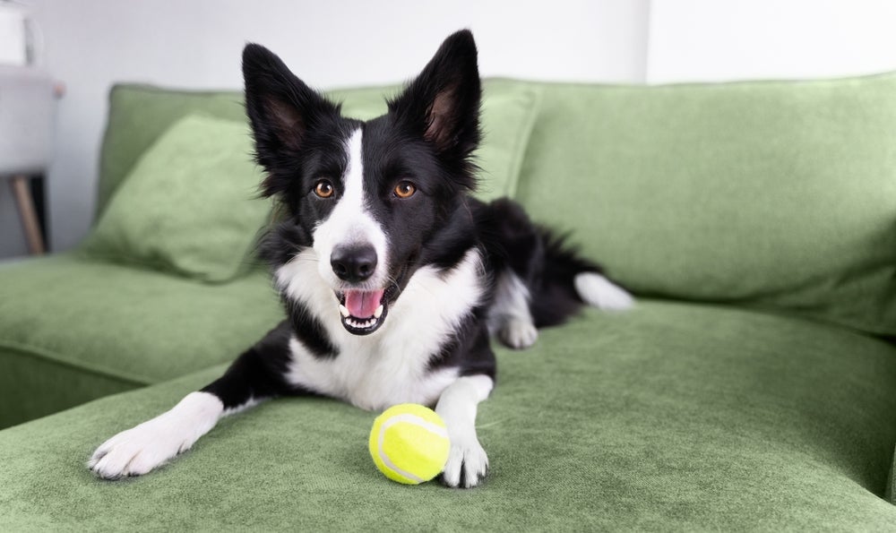 O Border Collie é muito ativo e cheio de energia, por isso pode precisar de mais atenção