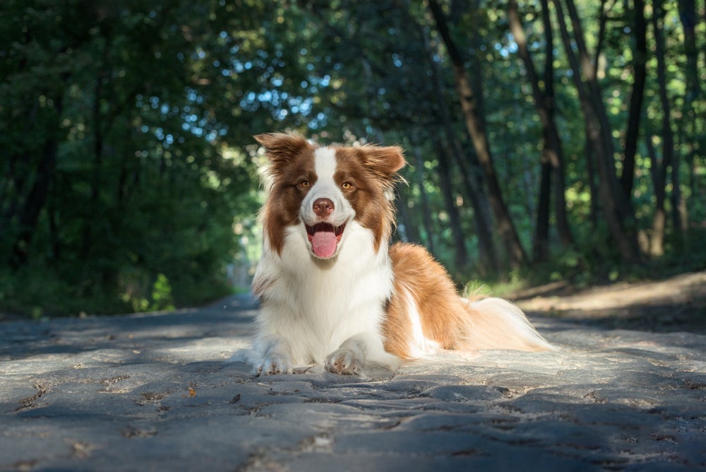 O quanto custa um Border Collie vai depender de uma série de fatores