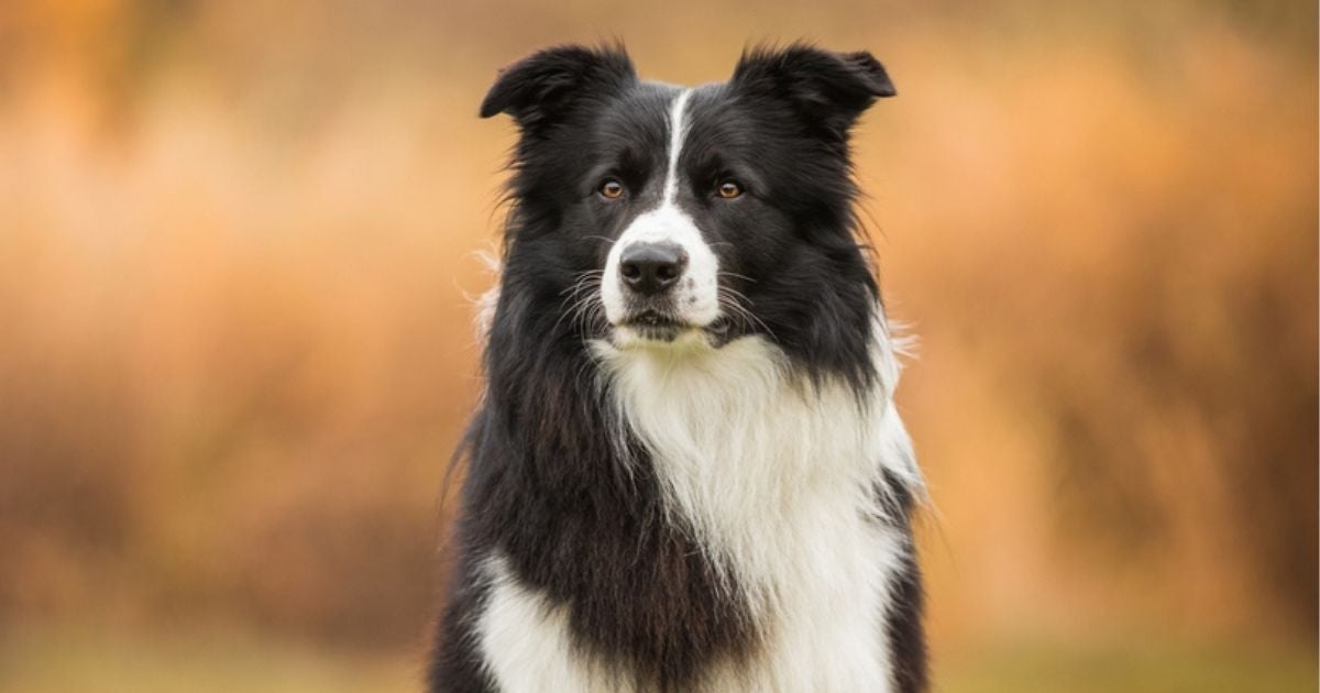 A saúde do cachorro Border Collie pode sofrer com algumas doenças específicas