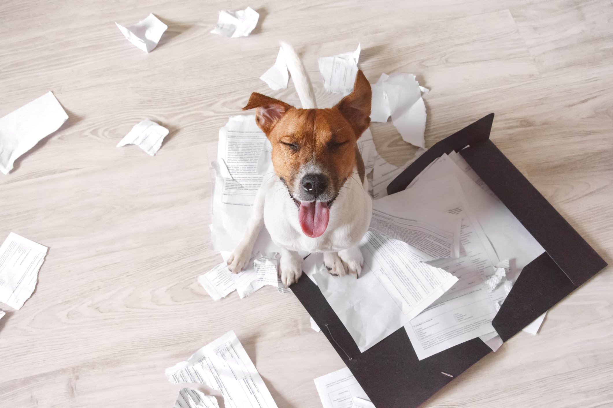  O Jack Russel Terrier está entre os cachorros mais agitados