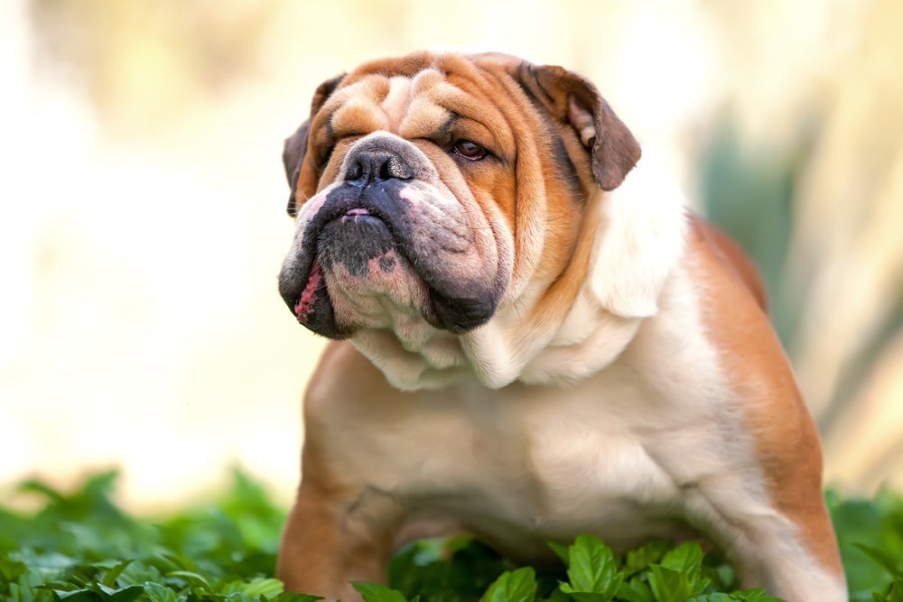 Existem muitas raças com fama de cachorro bravo, mas que escondem uma personalidade super amorosa