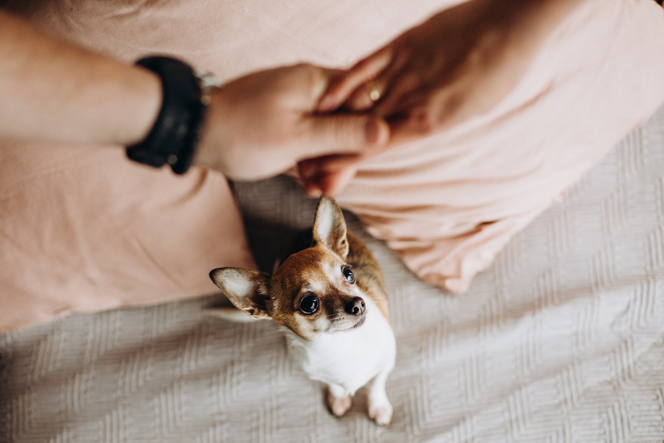 O cachorro ciumento pode se sentir insatisfeito com a aproximação de pessoas ou outros animais 