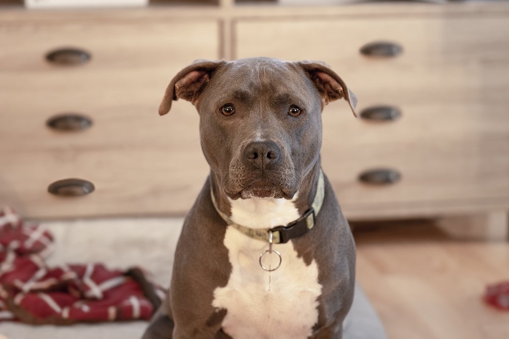 Pitbull lidera a lista de cachorro mais bravo do mundo