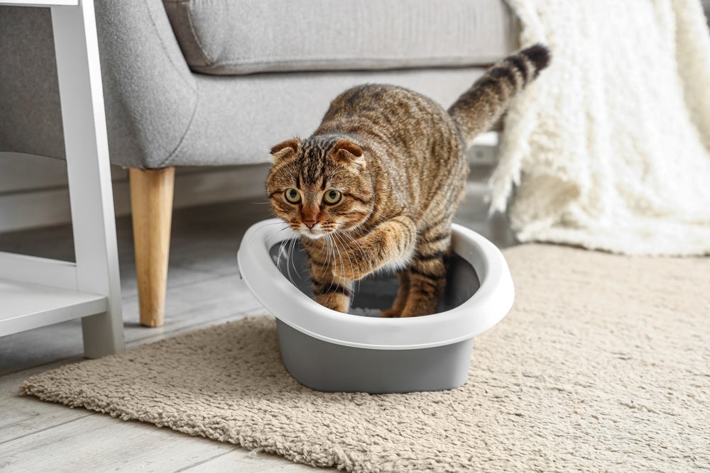 Avaliar o conteúdo do cocô de gato é fundamental para saber como anda a saúde do felino
