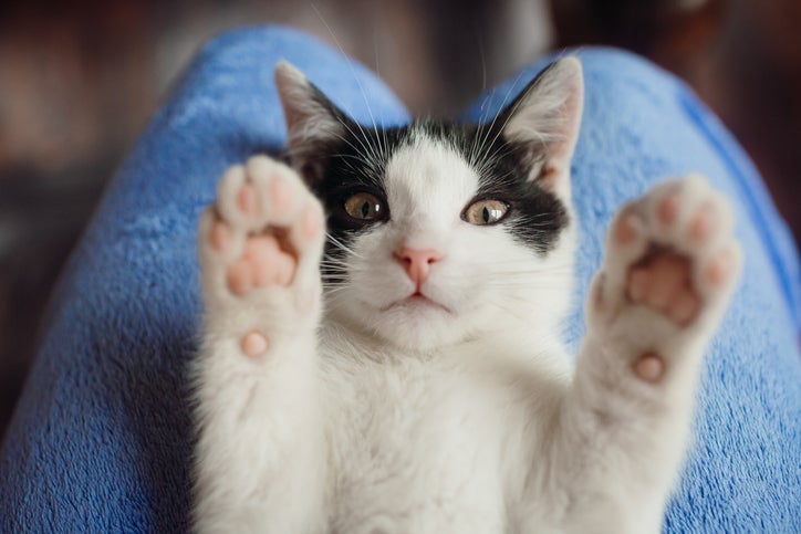 Algumas coisas que os gatos amam podem surpreender os tutores