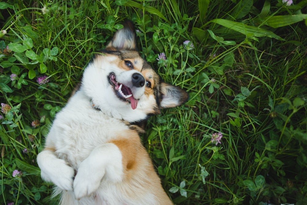 Confira as coisas que os cachorros mais amam e se surpreenda!