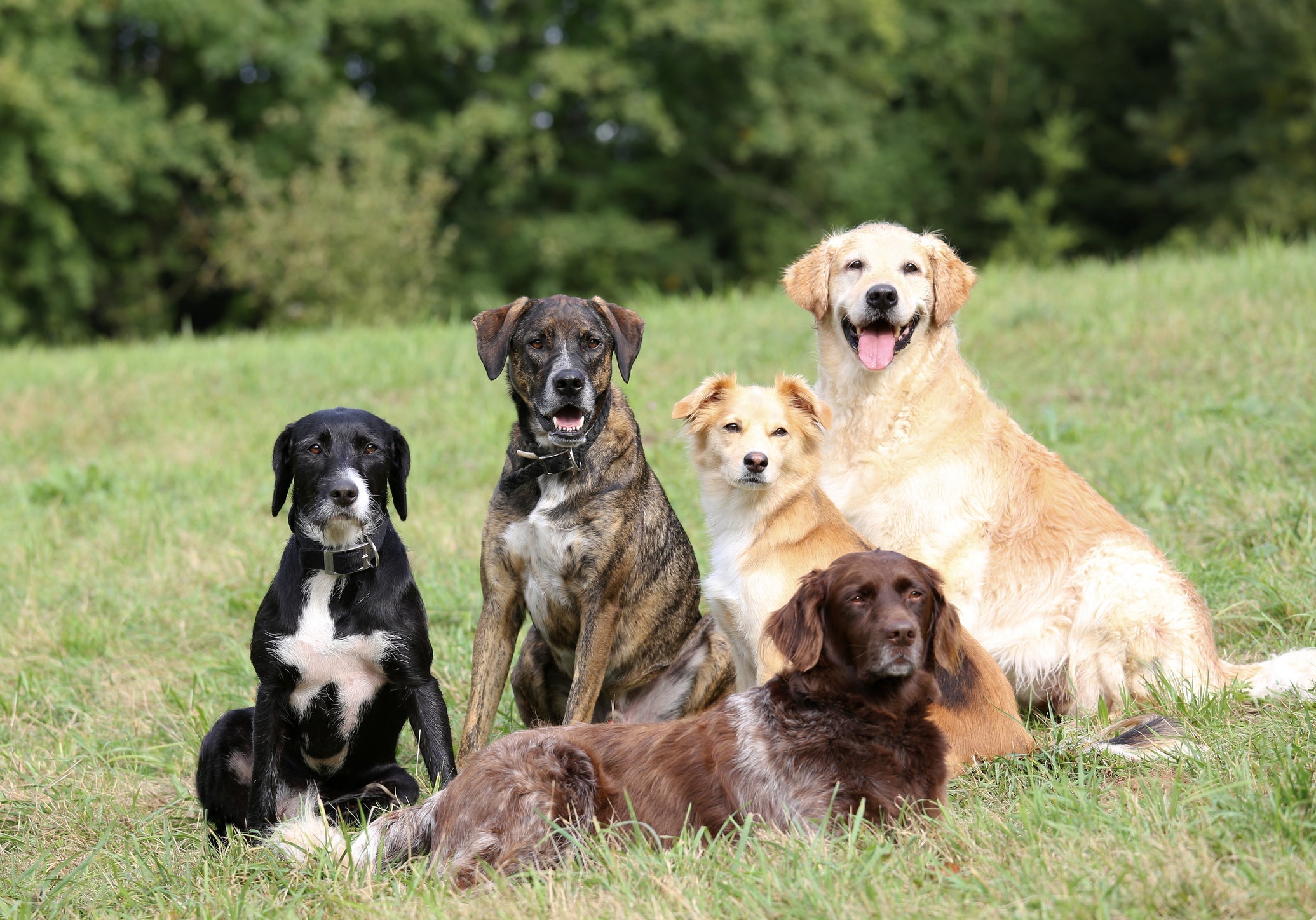 O coletivo de cachorro não é alcateia, e sim matilha