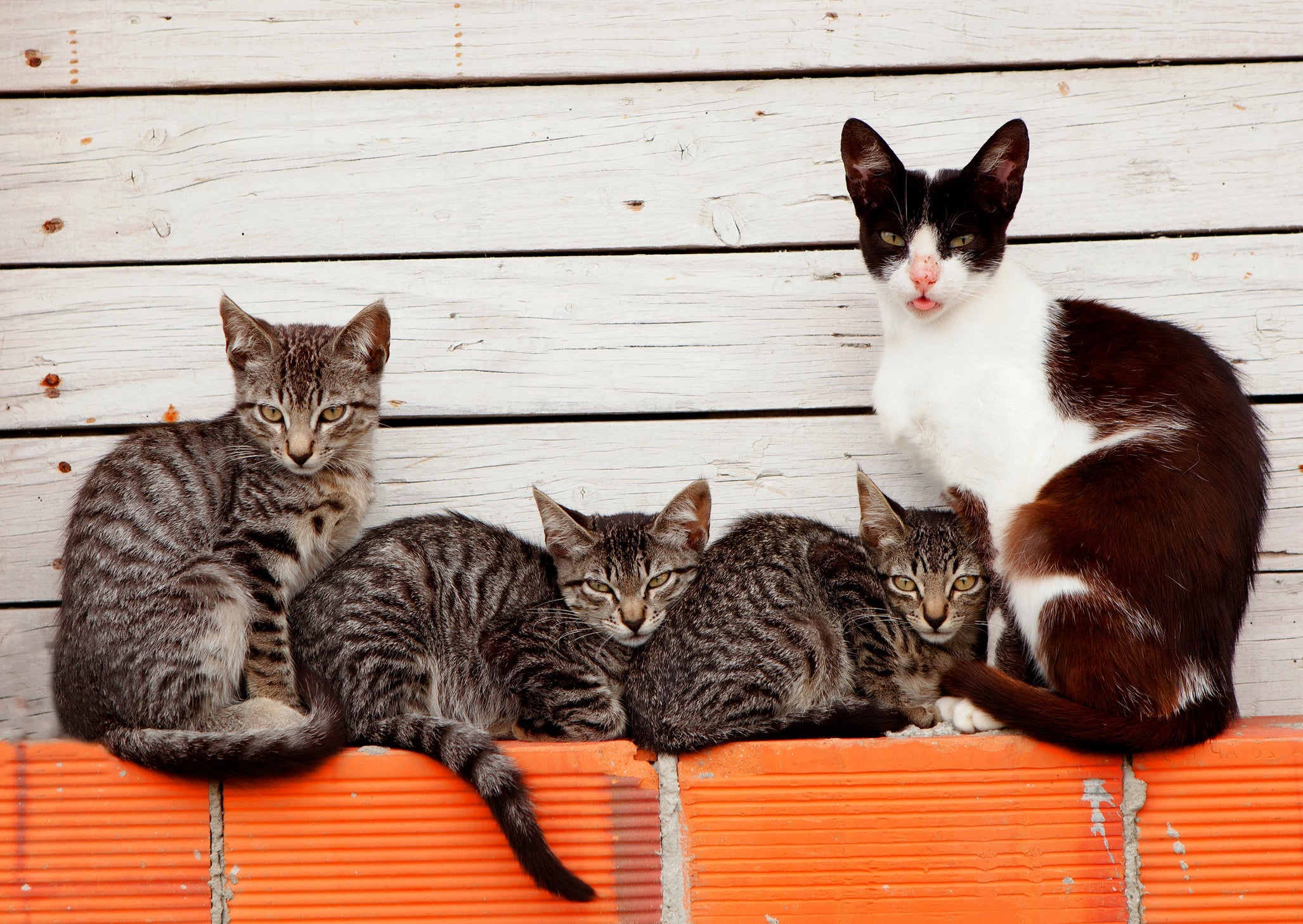 Saber qual o coletivo de gatos pode ser difícil, já que várias palavras podem ser usadas