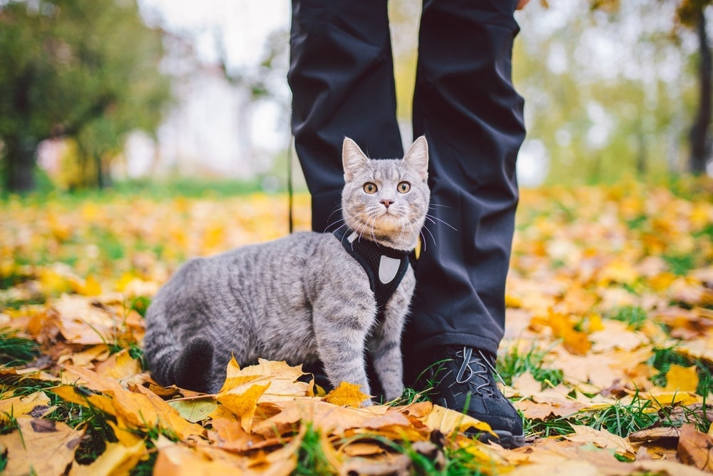 Como passear com gato? Infográfico mostra como é o treinamento e cuidados importantes para a segurança do pet