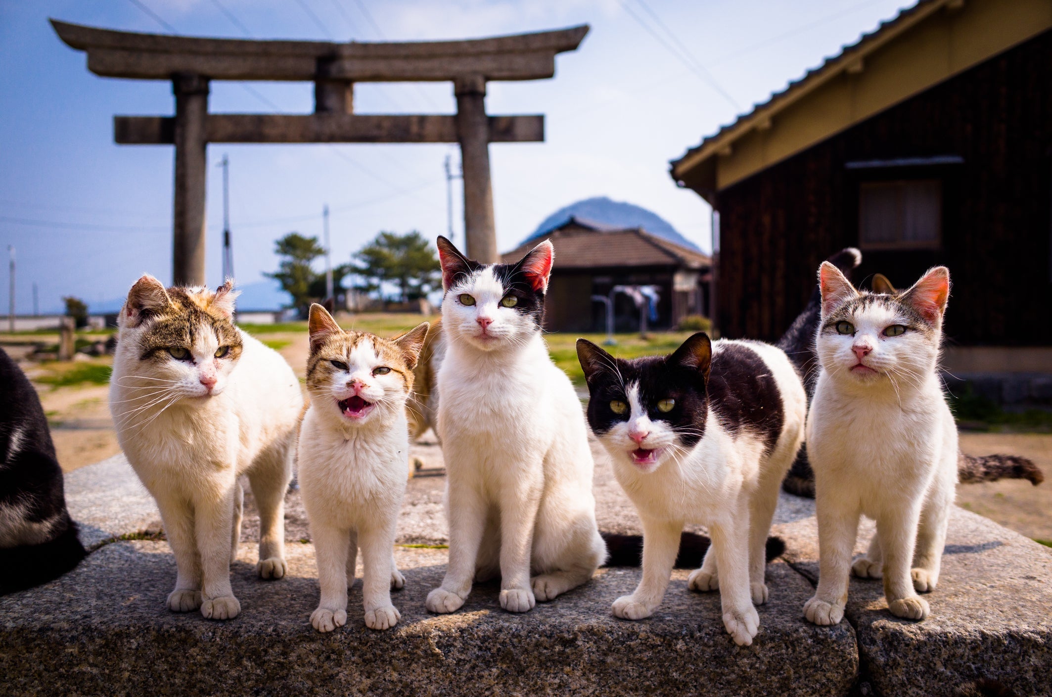 As cores de gato são determinadas pela genética e melanina