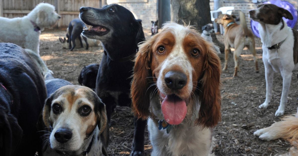 Uma creche legal de cachorro deve atender todas as necessidades do seu pet