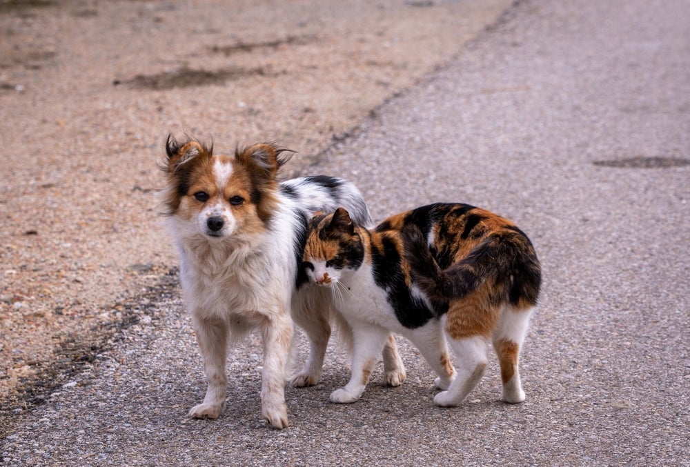 No Dia Mundial dos Animais de Rua, é importante saber como melhorar a vida de cães e gatos que não têm um lar