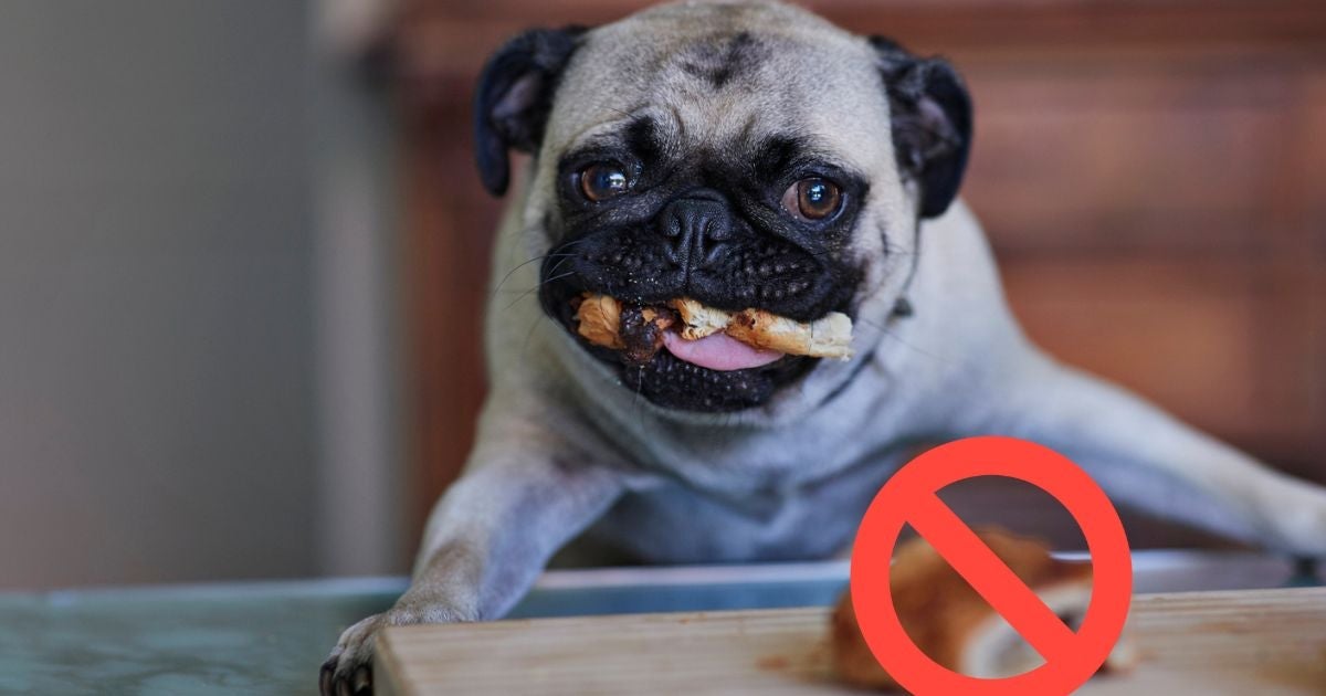 O que mais contribui para o aumento de peso do cachorro não é ração e nem sachê