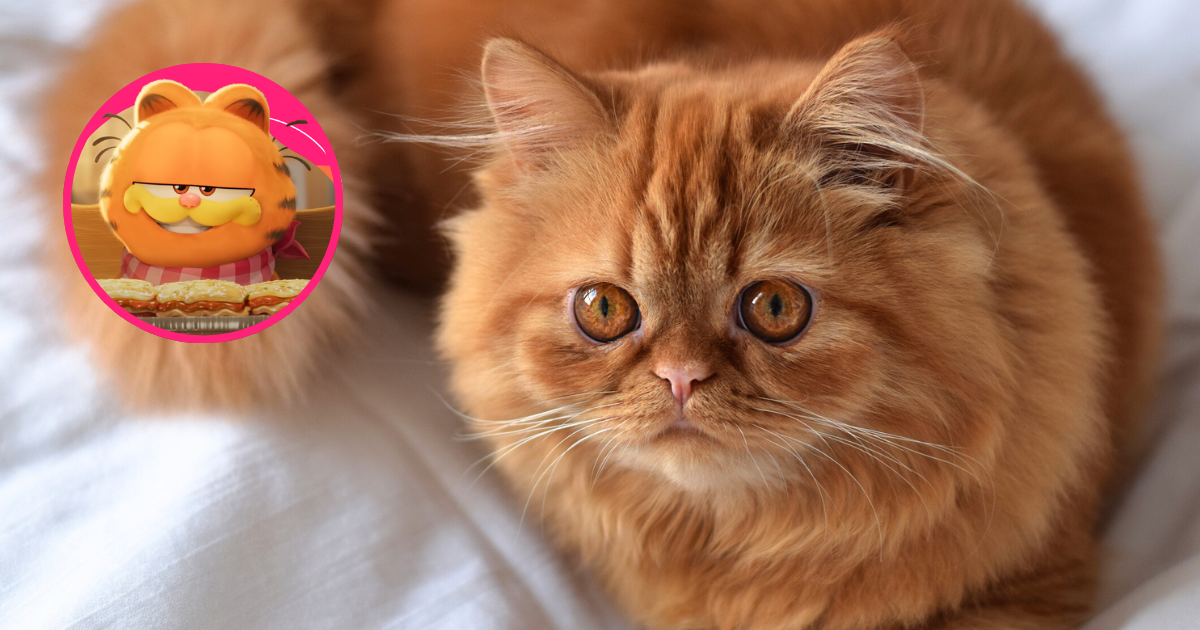 O gato laranja inspirou o icônico personagem Garfield
