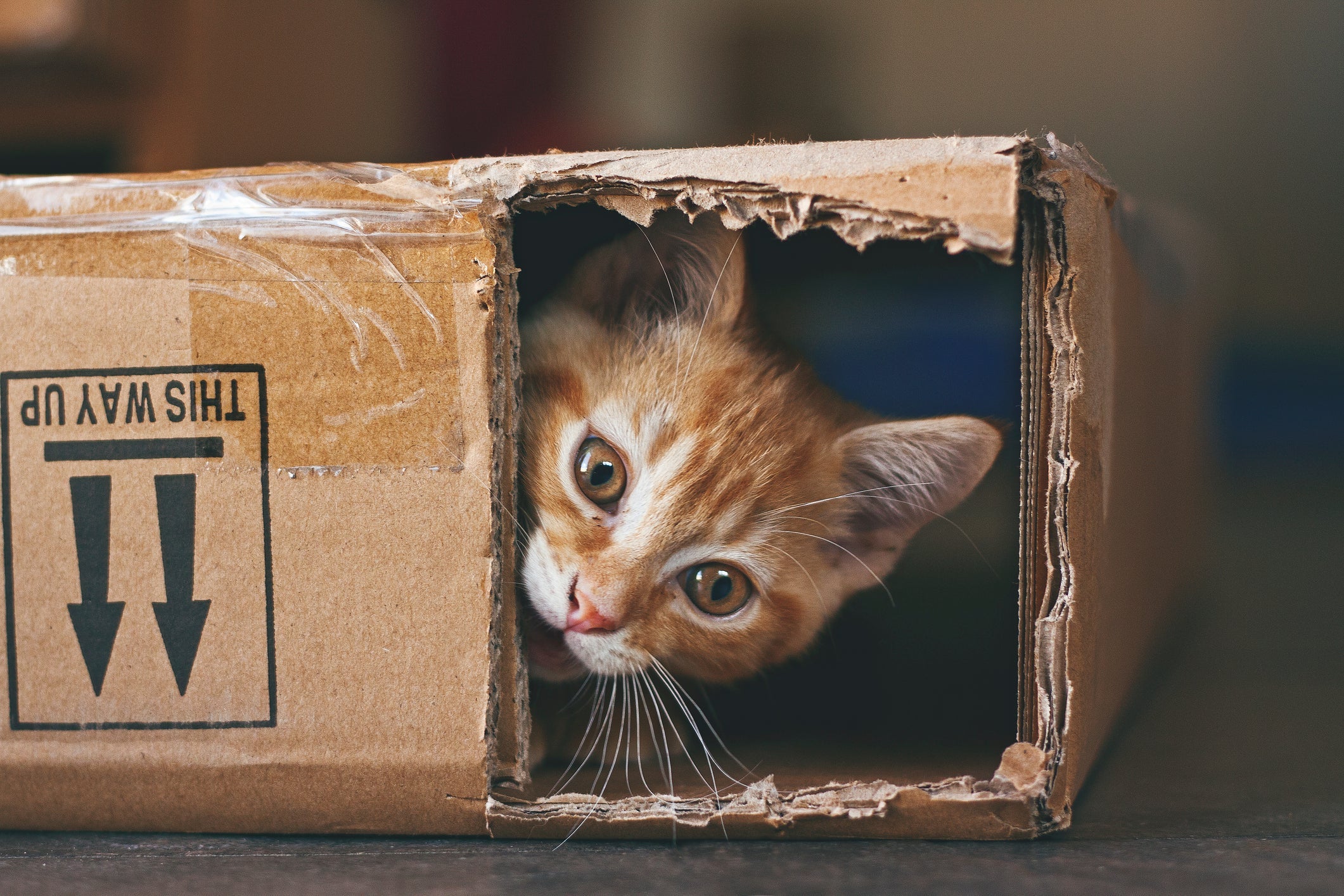 Os gatos bagunceiros costumam ser curiosos e exploradores
