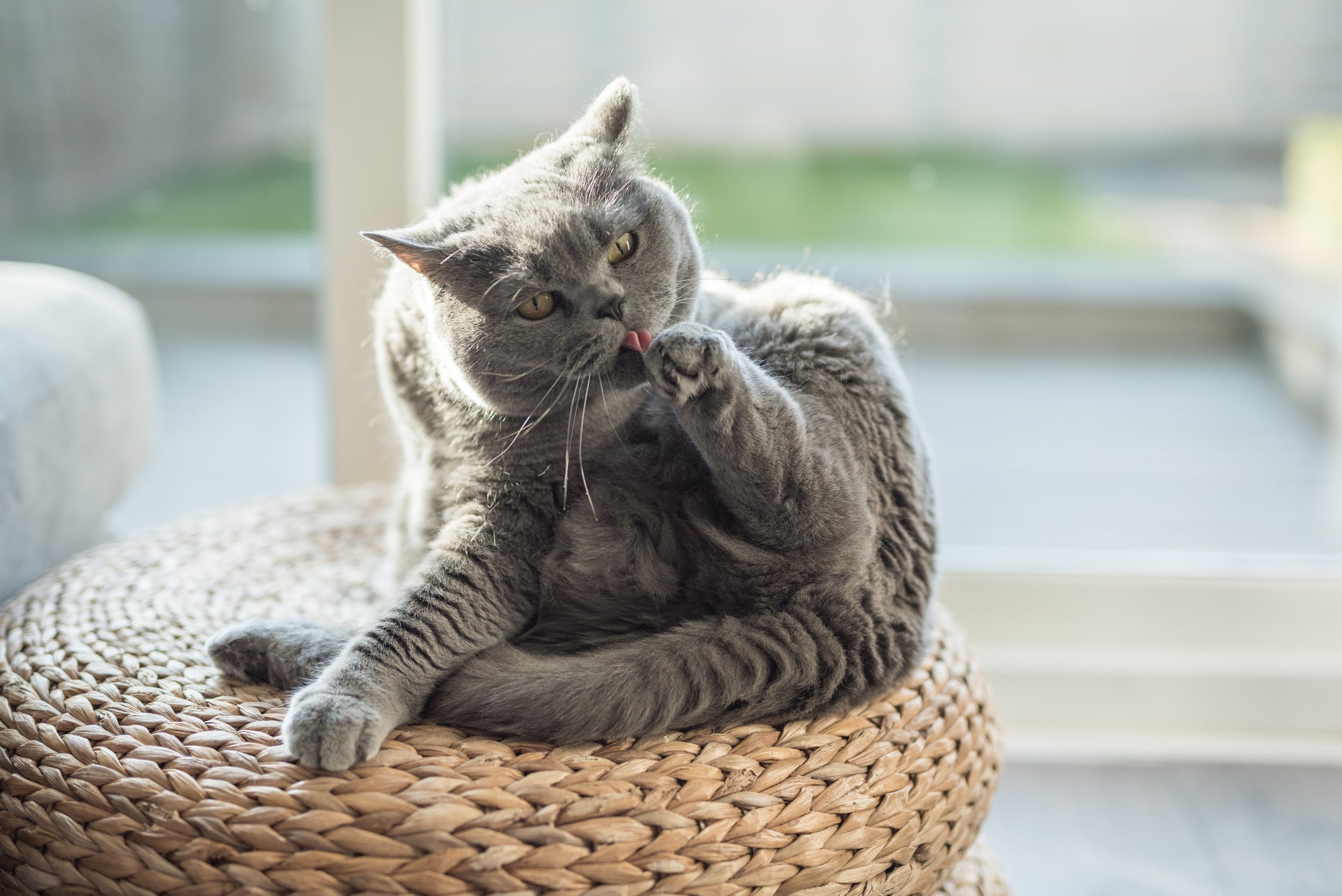 Confira quais são as principais raças de gato cinza 
