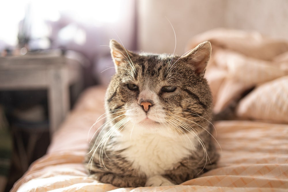 Gato idoso: veja neste infográfico como cuidar do felino na terceira idade