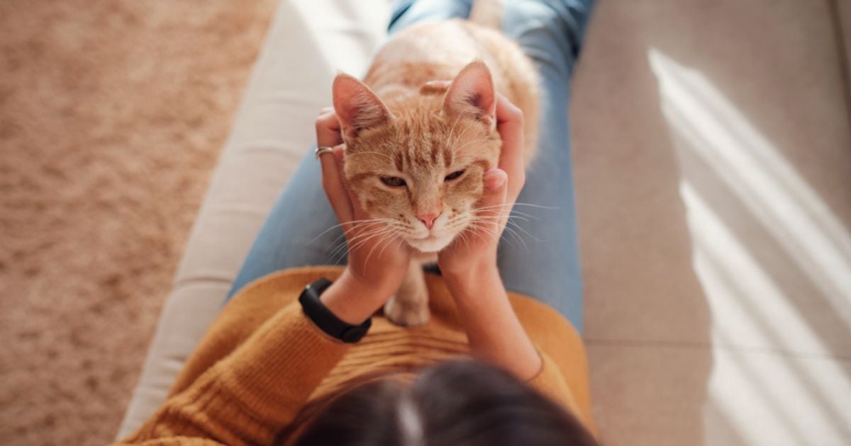 Encontrar um gato laranja fêmea é possível, embora seja mais difícil