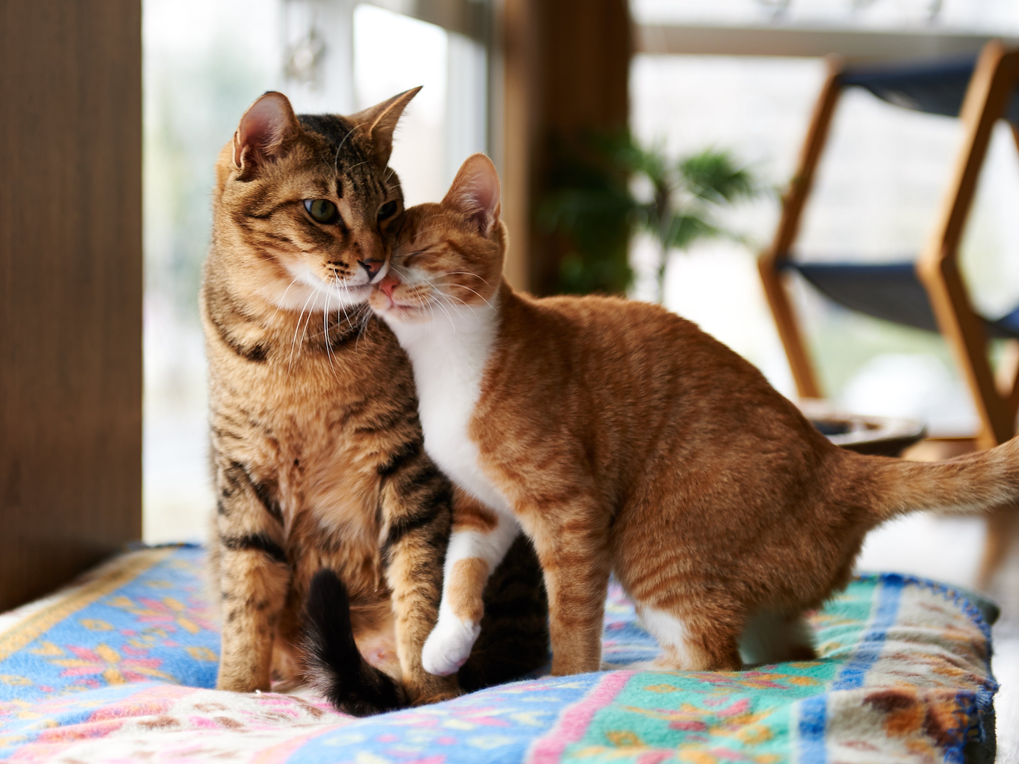 Existem algumas diferenças entre gatos machos e fêmeas que são facilmente percebidos