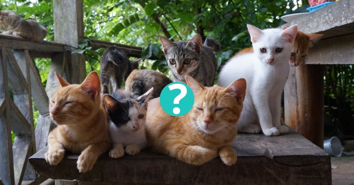 Gato laranja, gato malhado, gato preto ou frajolinha: descubra qual é a cor de gato mais famosa do mundo