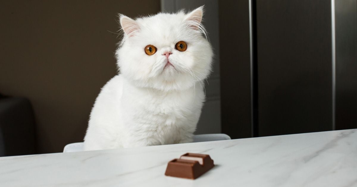 Achar que gato pode comer chocolate pode colocar em risco a saúde do pet