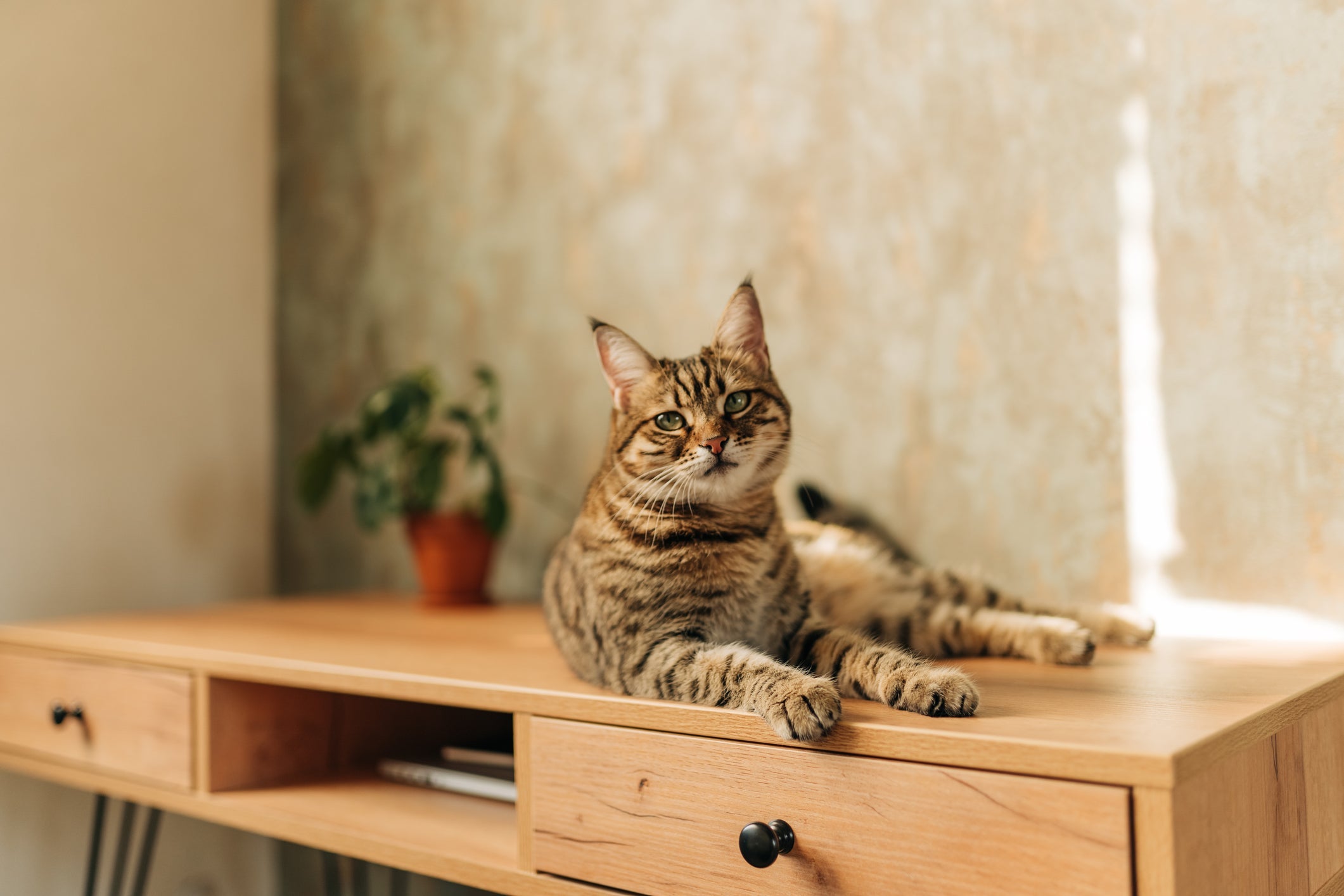 O gato rajado é um felino bem curioso e inteligente 