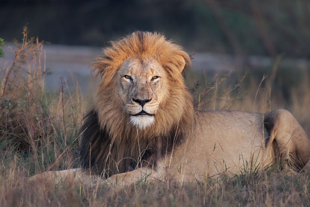 Um dos grandes felinos mais conhecido é o leão, o "rei da selva"