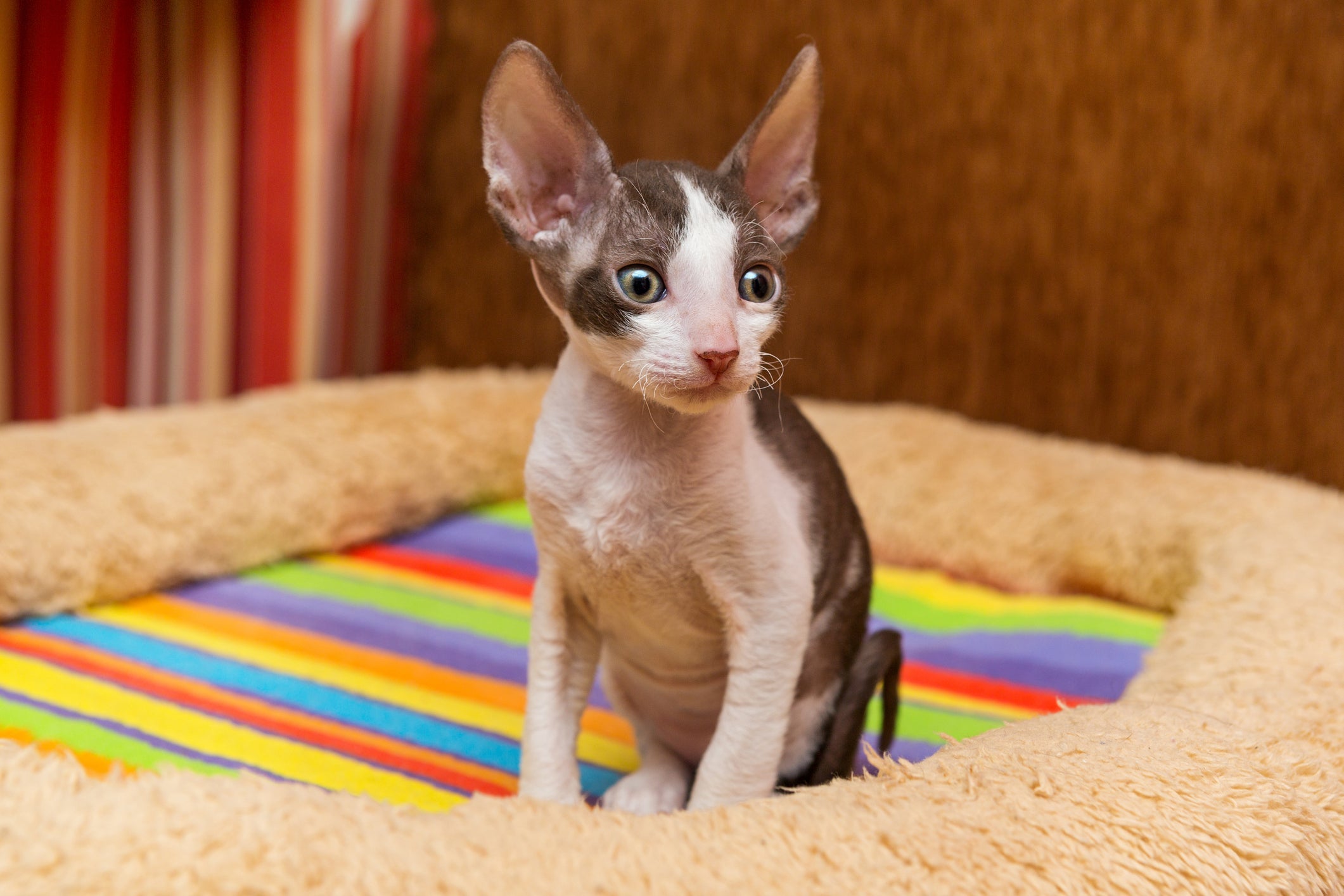 Esses gatos exóticos possuem características únicas